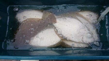 小樽港遊漁船ＳＨＡＫＥ 釣果