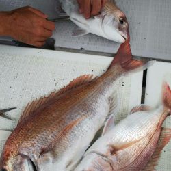 タイラバ遊漁船 ワンピース 釣果