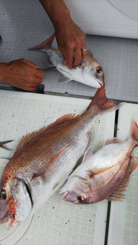 タイラバ遊漁船 ワンピース 釣果