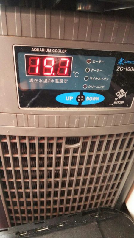 タイラバ遊漁船 ワンピース 釣果