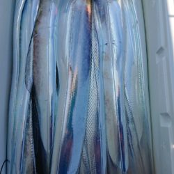 金沢八景鴨下丸 釣果