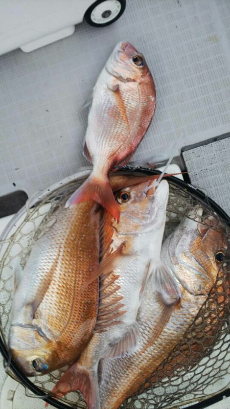 タイラバ遊漁船 ワンピース 釣果