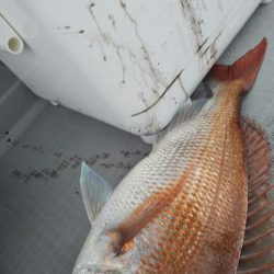 タイラバ遊漁船 ワンピース 釣果