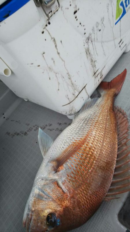 タイラバ遊漁船 ワンピース 釣果