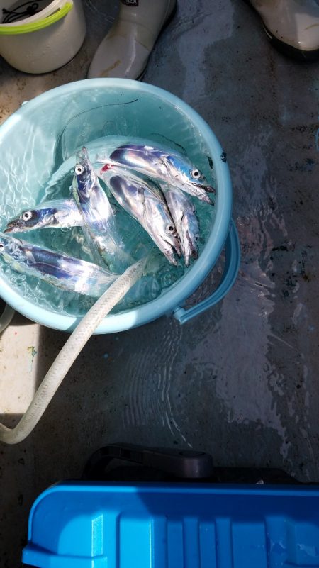 みやけ丸 釣果