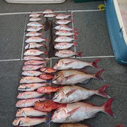 ARCADIAⅡ (アルカディアⅡ) 釣果