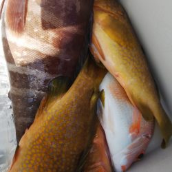 第二龍勢丸 釣果