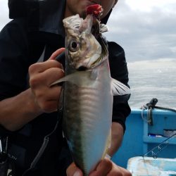 みやけ丸 釣果