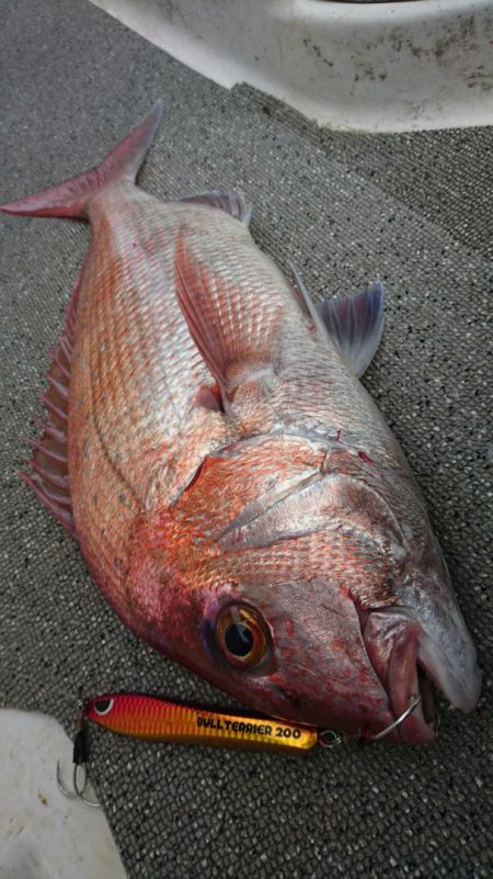 ARCADIAⅡ (アルカディアⅡ) 釣果