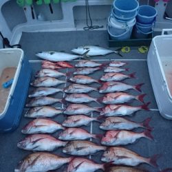 ARCADIAⅡ (アルカディアⅡ) 釣果