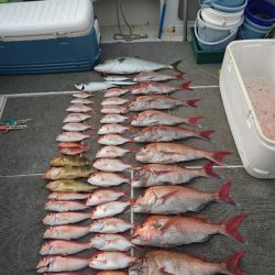 ARCADIAⅡ (アルカディアⅡ) 釣果