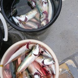 FISHING RISKY 釣果