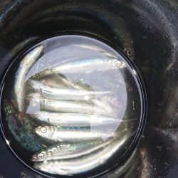 FISHING RISKY 釣果