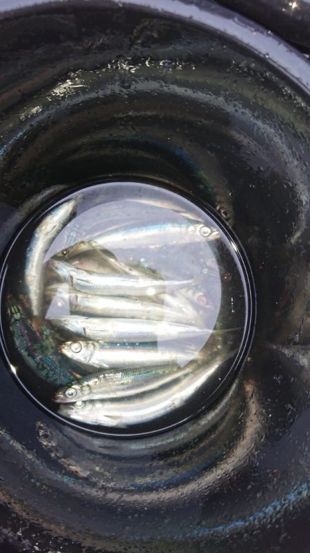 FISHING RISKY 釣果