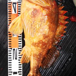 第二龍勢丸 釣果