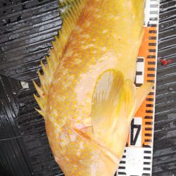 第二龍勢丸 釣果