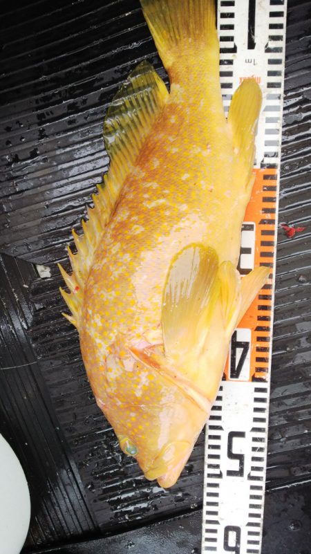 第二龍勢丸 釣果