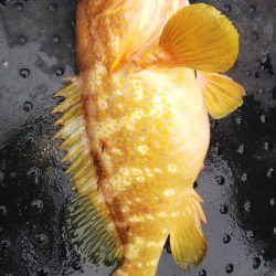 第二龍勢丸 釣果