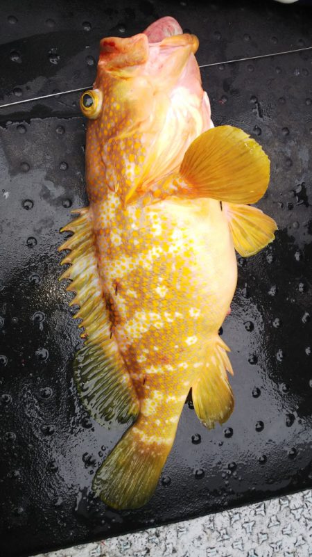 第二龍勢丸 釣果