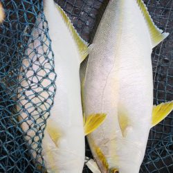 第二龍勢丸 釣果