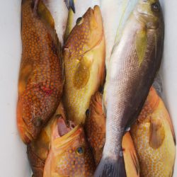 第二龍勢丸 釣果