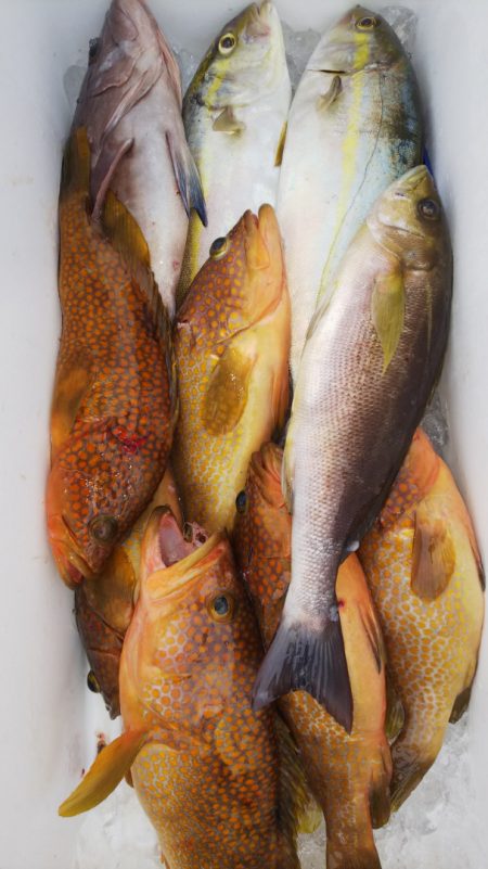 第二龍勢丸 釣果