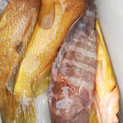 第二龍勢丸 釣果