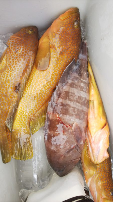 第二龍勢丸 釣果