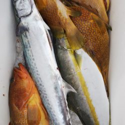 第二龍勢丸 釣果