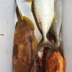 第二龍勢丸 釣果