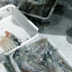 LUSTER『ラスター』 釣果