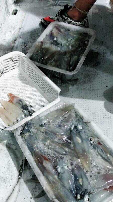 LUSTER『ラスター』 釣果