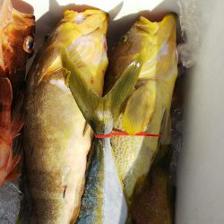 第二龍勢丸 釣果