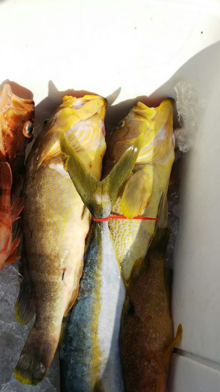 第二龍勢丸 釣果