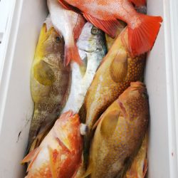 第二龍勢丸 釣果