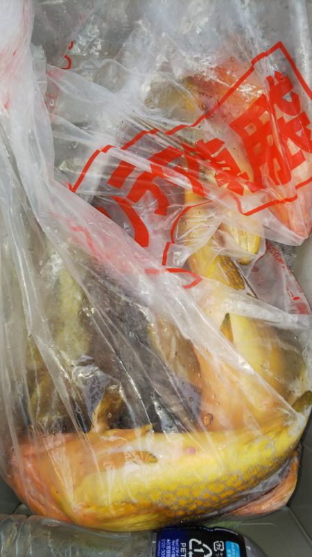 第二龍勢丸 釣果