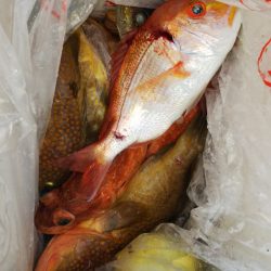 第二龍勢丸 釣果