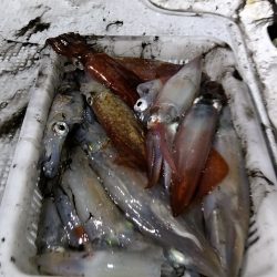 LUSTER『ラスター』 釣果