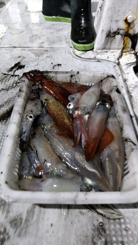 LUSTER『ラスター』 釣果