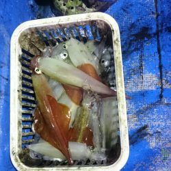 海龍丸（石川） 釣果