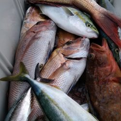 LUSTER『ラスター』 釣果