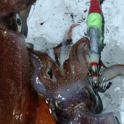 LUSTER『ラスター』 釣果