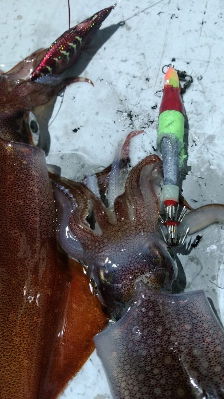 LUSTER『ラスター』 釣果