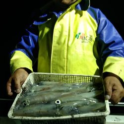 LUSTER『ラスター』 釣果