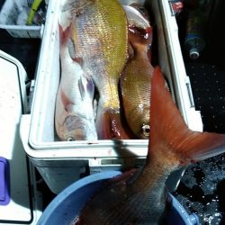 LUSTER『ラスター』 釣果