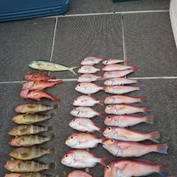 ARCADIAⅡ (アルカディアⅡ) 釣果