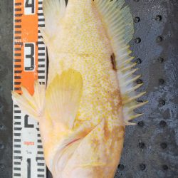 第二龍勢丸 釣果