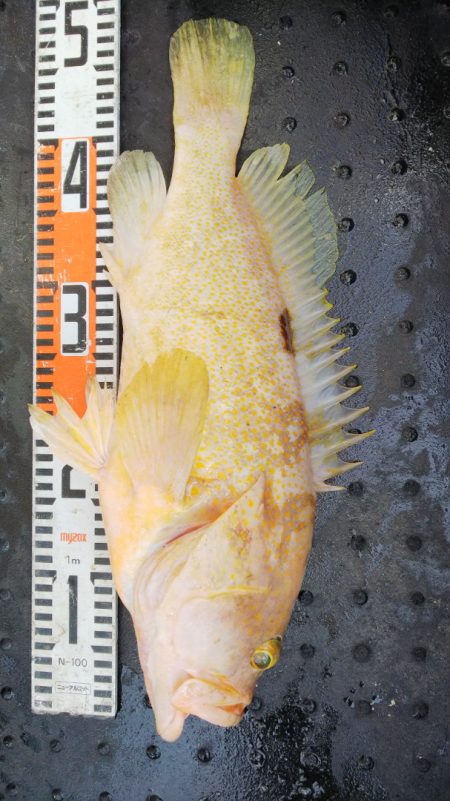 第二龍勢丸 釣果