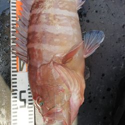 第二龍勢丸 釣果