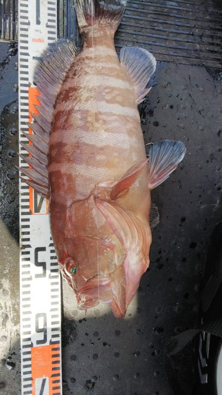 第二龍勢丸 釣果